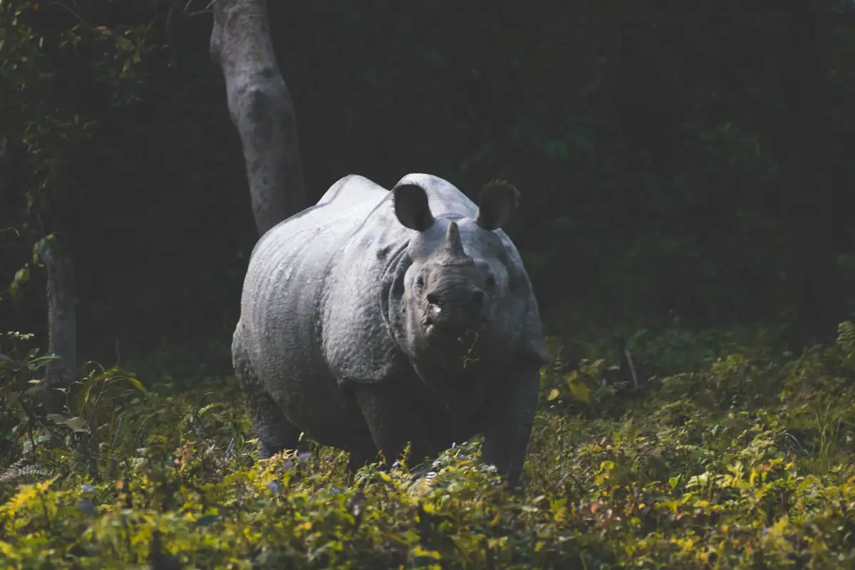 Assam Chapter: Tea Trails, Tribal Tales & Wild Encounter